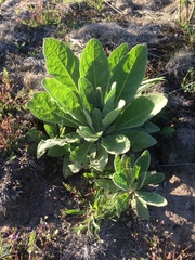 Verbascum