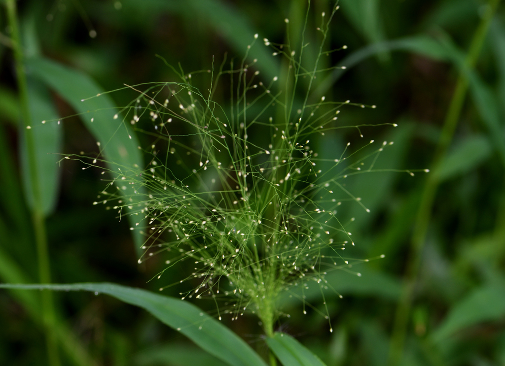 Cyrtococcum accrescens (Cyrtococcum accrescens)