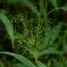 Cyrtococcum patens latifolium - Photo (c) Liu JimFood, algunos derechos reservados (CC BY-NC)