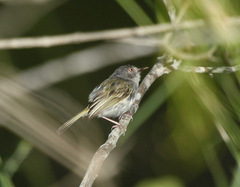 Hemitriccus margaritaceiventer