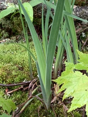 Iris verna smalliana