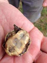 Chrysemys picta picta