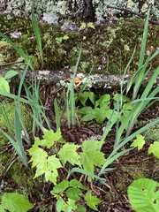 Iris verna smalliana