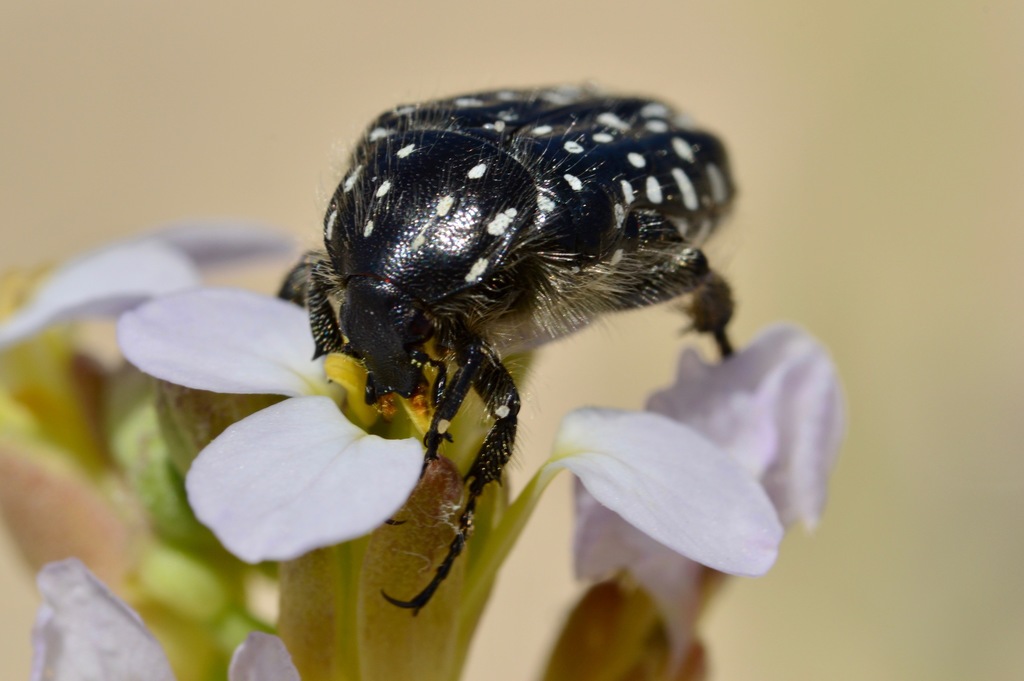 Oxythyrea abigail