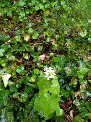 Alliaria petiolata