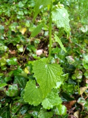 Alliaria petiolata