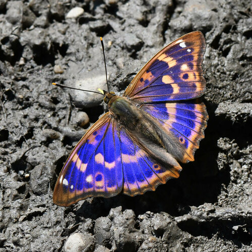 Lesser Purple Emperor, Lobau, Donau-Auen, photo 6 of 10