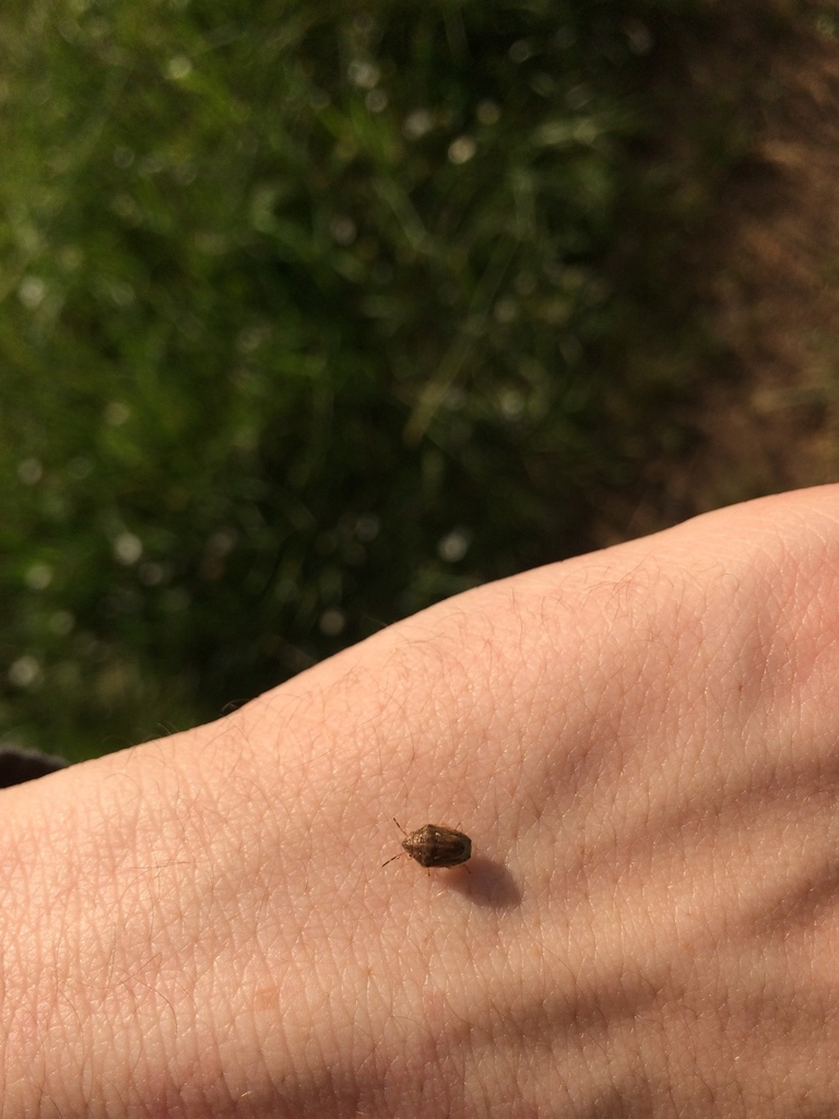 Neottiglossa leporina