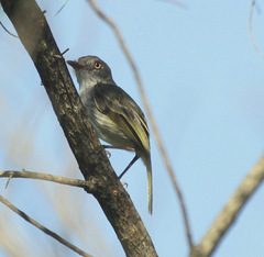 Hemitriccus margaritaceiventer