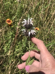 Monarda clinopodioides
