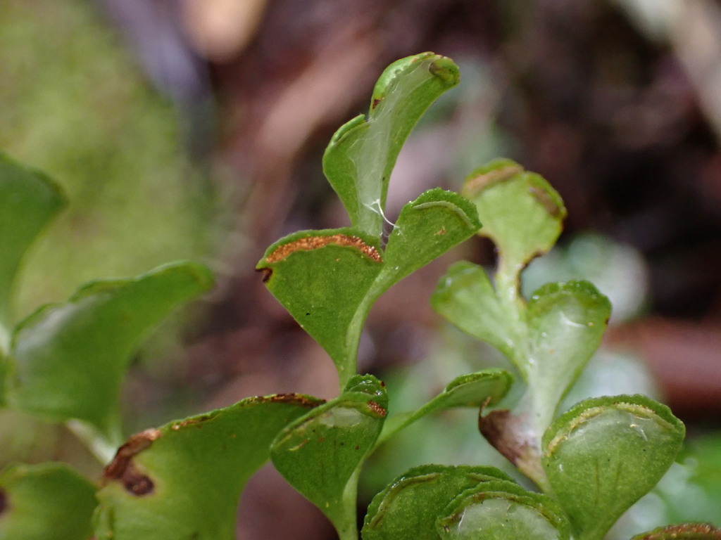 Lindsaea madagascariensis (Lindsaea madagascariensis)