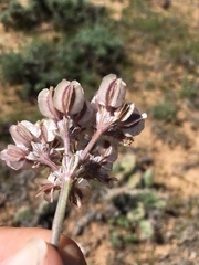 Vesper constancei