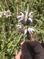 Monarda clinopodioides
