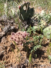 Vesper constancei