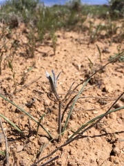 Androstephium breviflorum