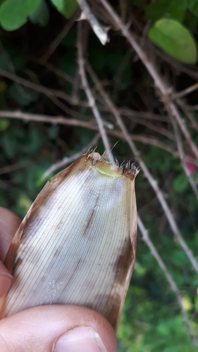 Phyllostachys aurea