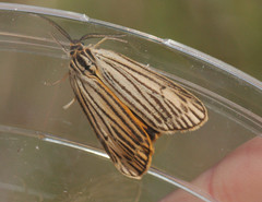 Spiris striata