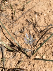 Androstephium breviflorum