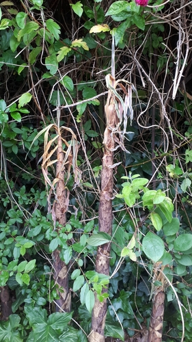 Phyllostachys aurea