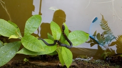 Erythrolamprus epinephalus
