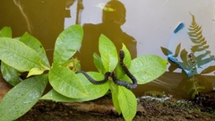 Erythrolamprus epinephalus