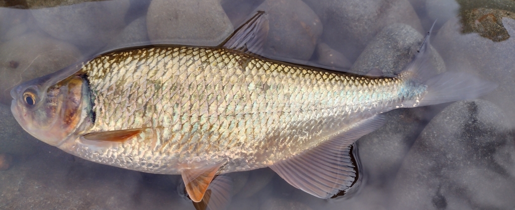 Dentex characin (Brycon dentex) — Bryconidae