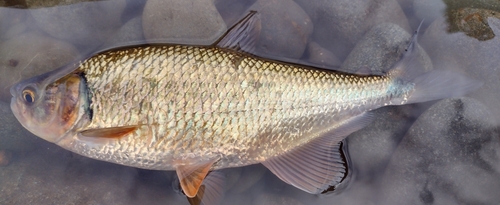 Dentex characin (Brycon dentex) — Bryconidae