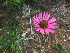 Echinacea tennesseensis