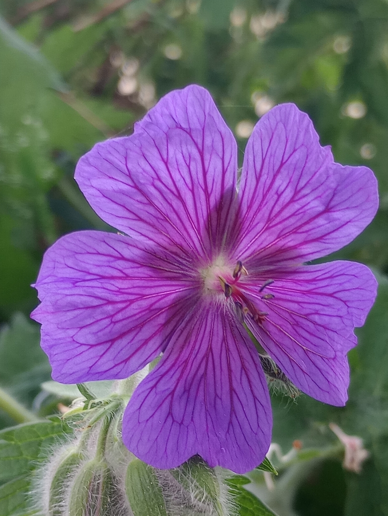 Mediterranea