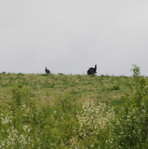 Eastern Wild Turkey photographed in Maine