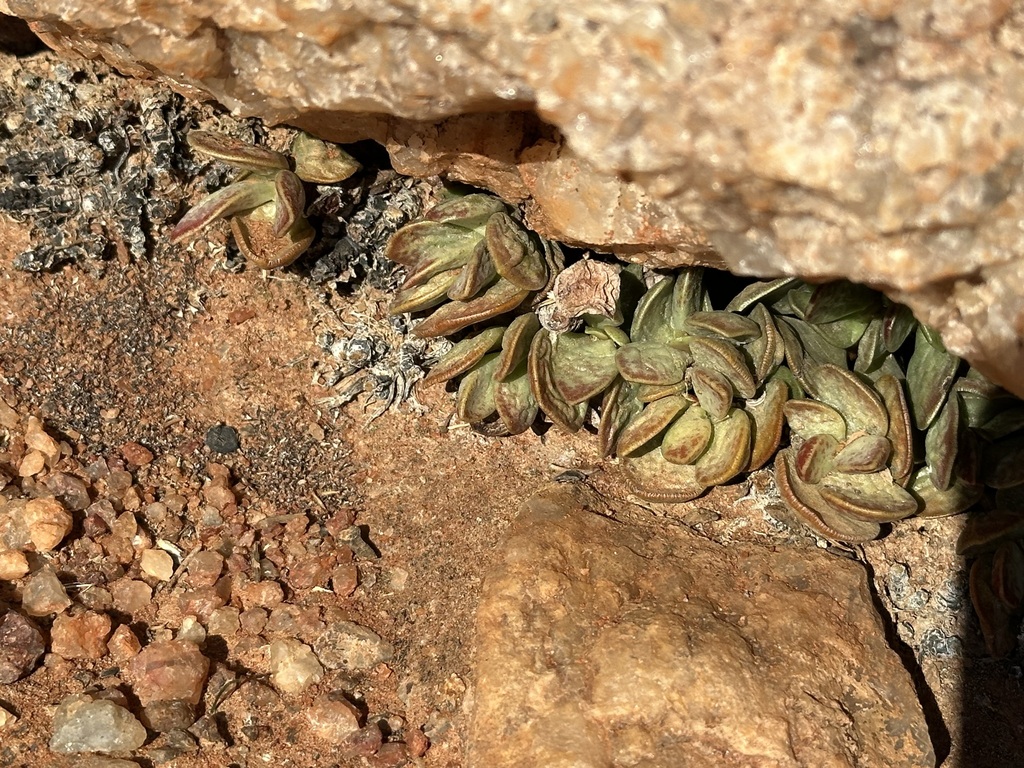 Adromischus schuldtianus
