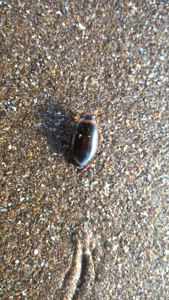 Lancetes marginatus