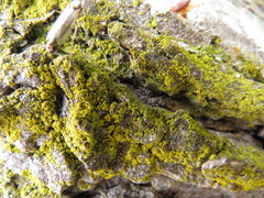 Candelariella xanthostigma