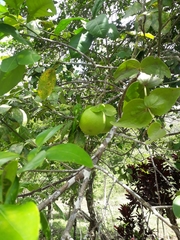 Citrus × aurantiifolia