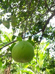 Citrus × aurantiifolia