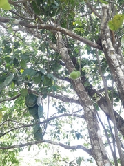 Citrus × aurantiifolia