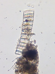Coscinodiscophycidae