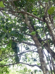 Citrus × aurantiifolia