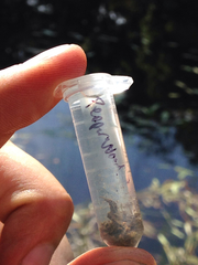 Coscinodiscophycidae