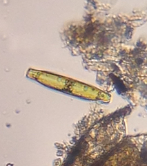 Naviculales