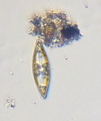 Naviculales