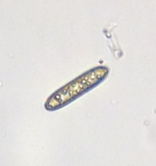 Naviculales