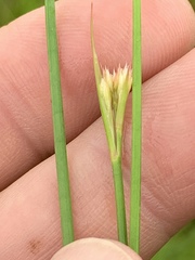 Juncus acuminatus