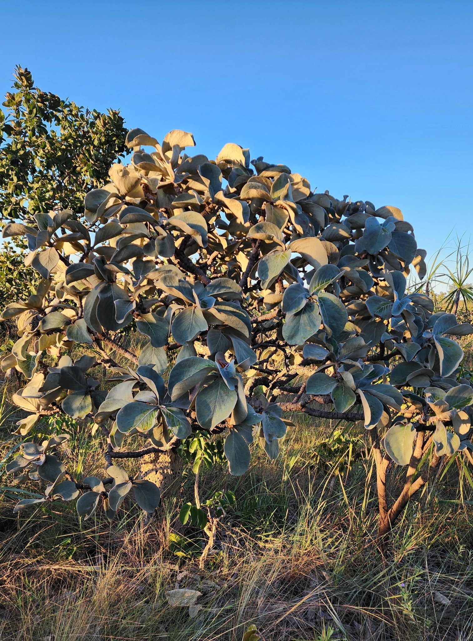 Byrsonima verbascifolia