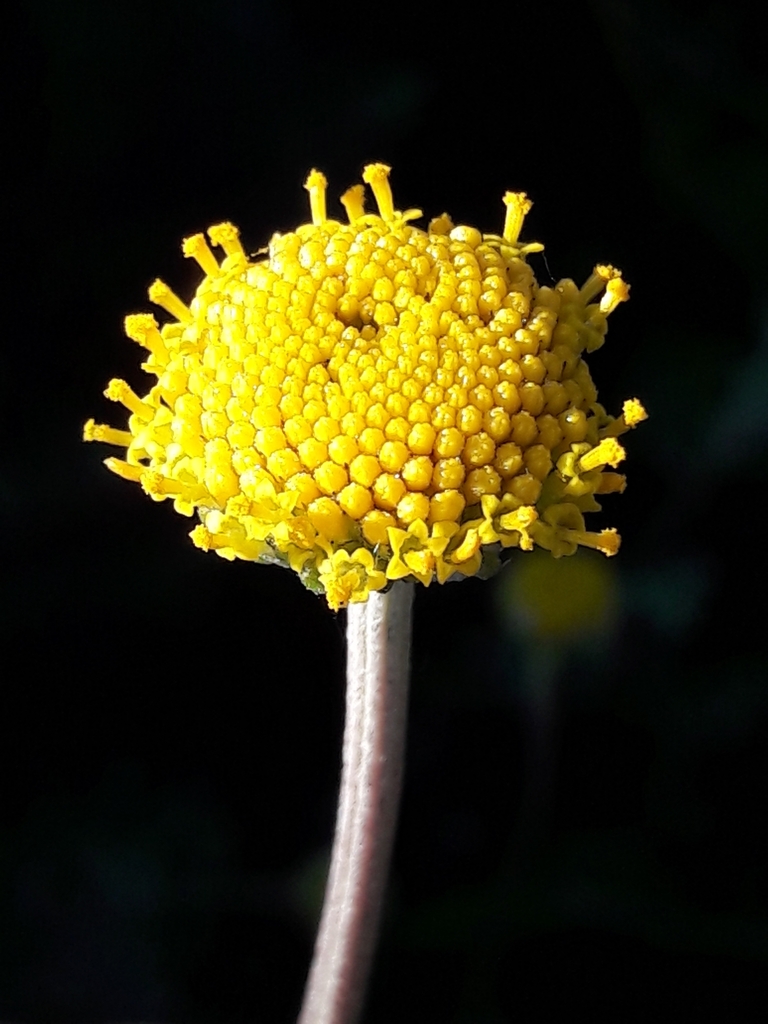 Anthemis alpestris