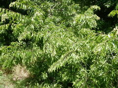 Celtis laevigata laevigata
