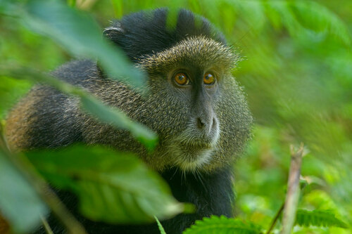 Golden Monkey