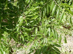 Celtis laevigata laevigata