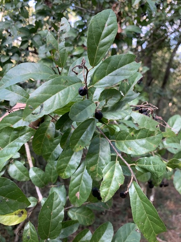 Sand Raisin (Grewia microthyrsa)