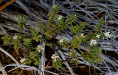 Pimelea suteri